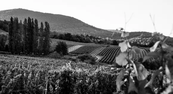 Weinberge vom Weingut Fleischmann Krieger